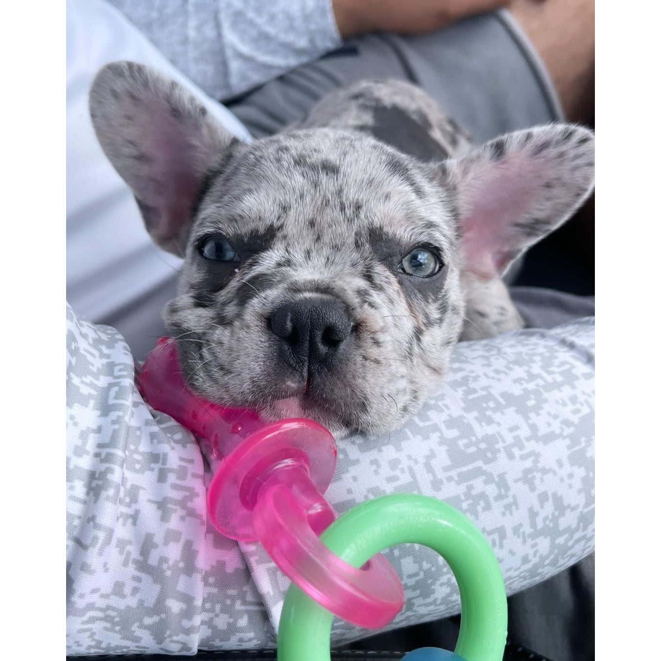 Nylabone Puppy Pacifier Teething Toy Chew Teething Pacifier Bacon 1ea/SMall/Regular - Up To 25 Ibs.