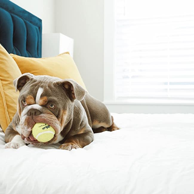Nylabone Power Play Dog Tennis Ball Gripz 1ea for Small to Giant Dogs Up to 50 lbs