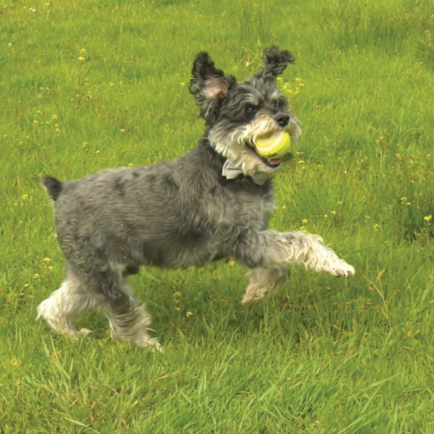 Nylabone Power Play Dog Tennis Ball Gripz 1ea for Small to Giant Dogs Up to 50 lbs