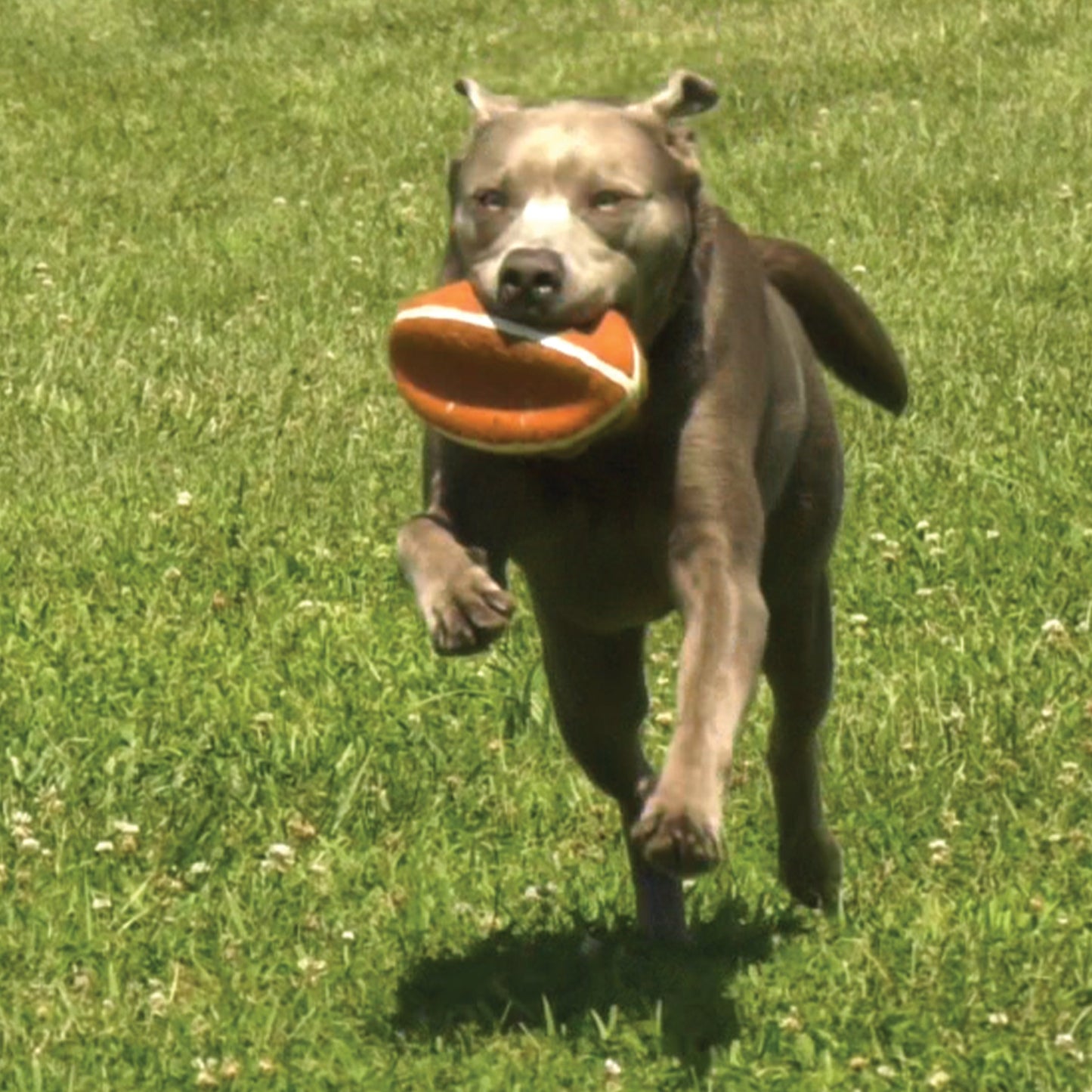 Nylabone Power Play Dog Football Gripz Durable Chew Toy for Medium and Large Dogs