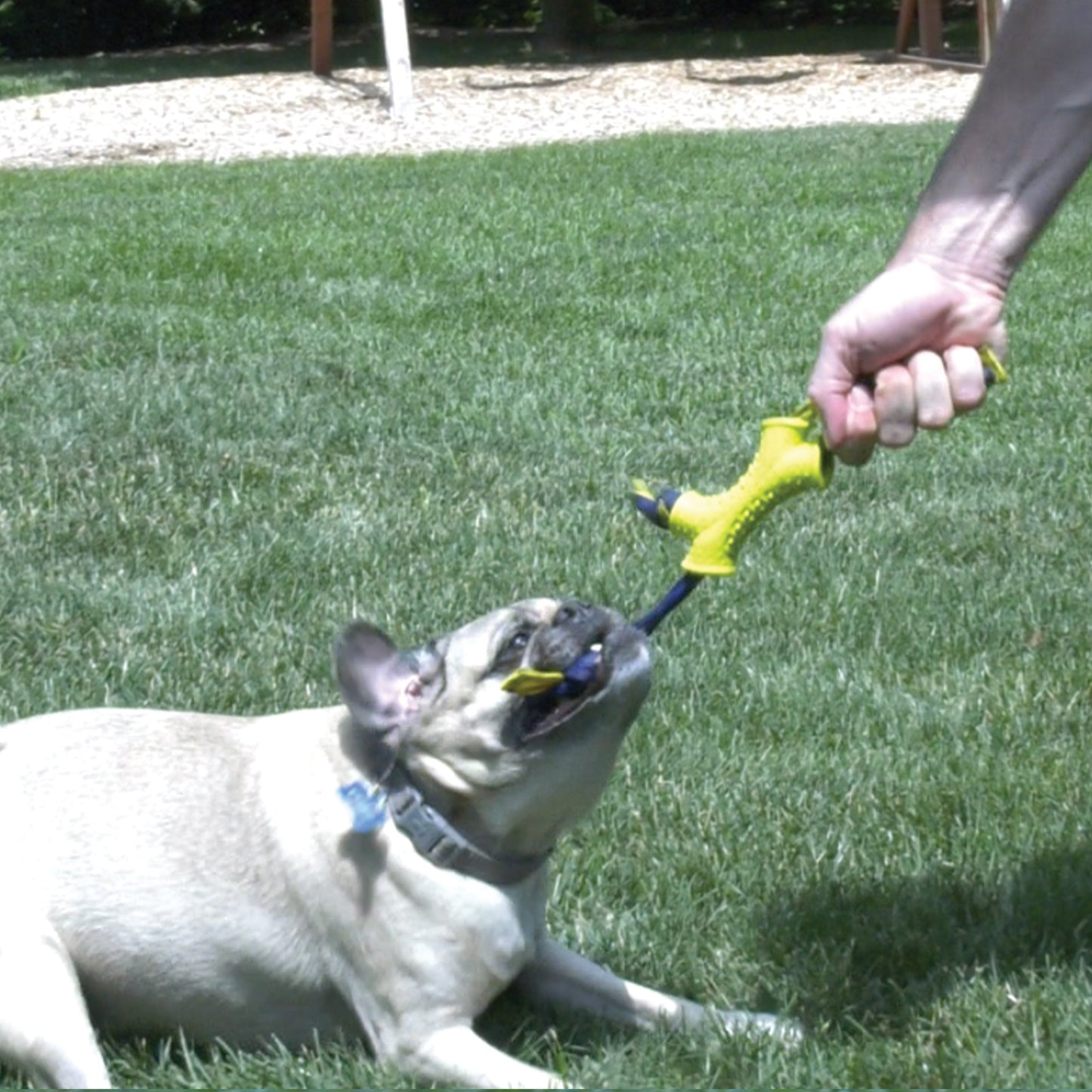 Nylabone Power Play Interactive Dog Toy Shake-a-Toss for Dogs Up to 50 lbs