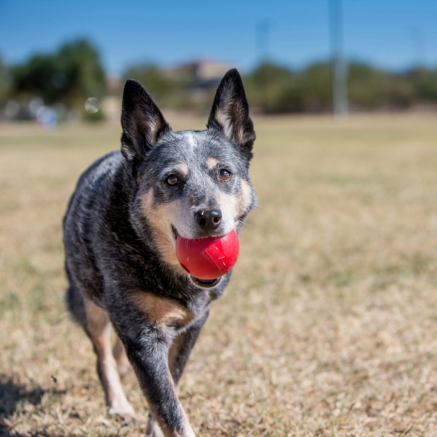 KONG Ball Dog Toy Durable Chew Toy for Dogs Available in Multiple Sizes