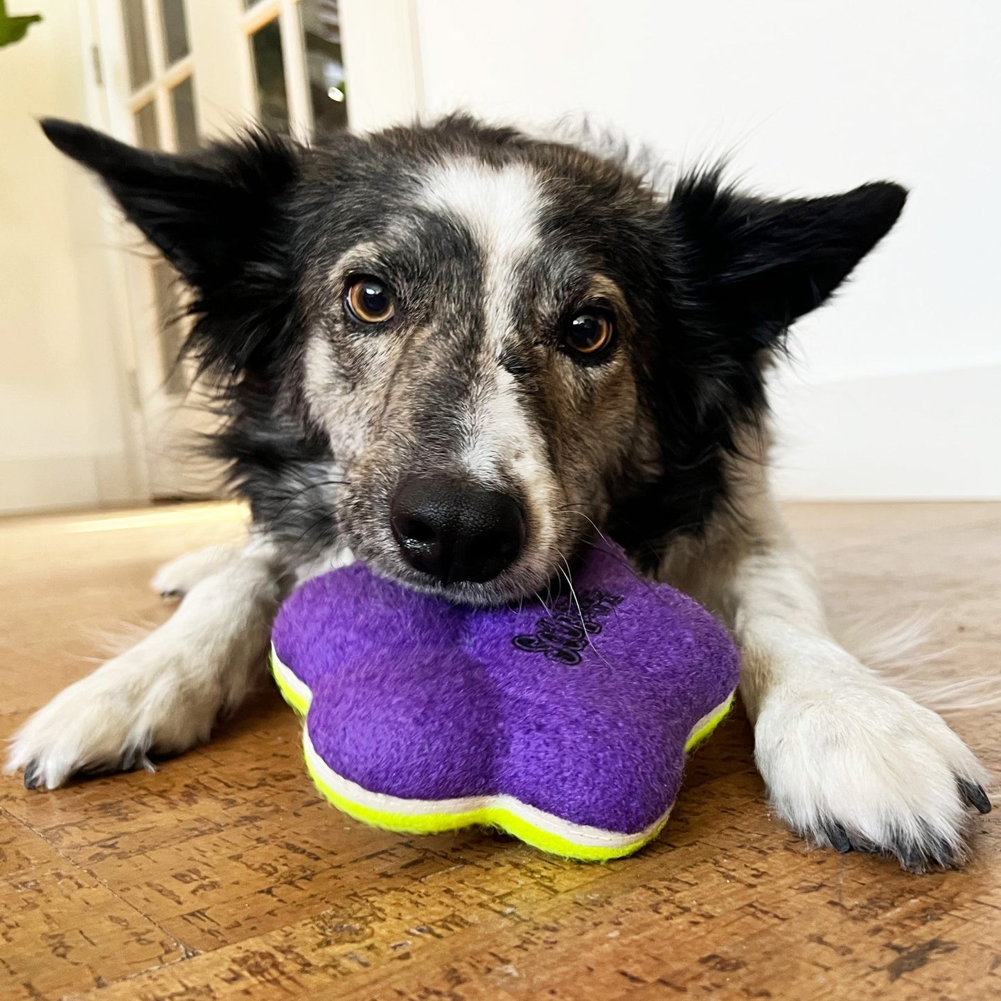 KONG Airdog Squeaker Paw Dog Toy Durable Chew Toy with Squeaker for Dogs