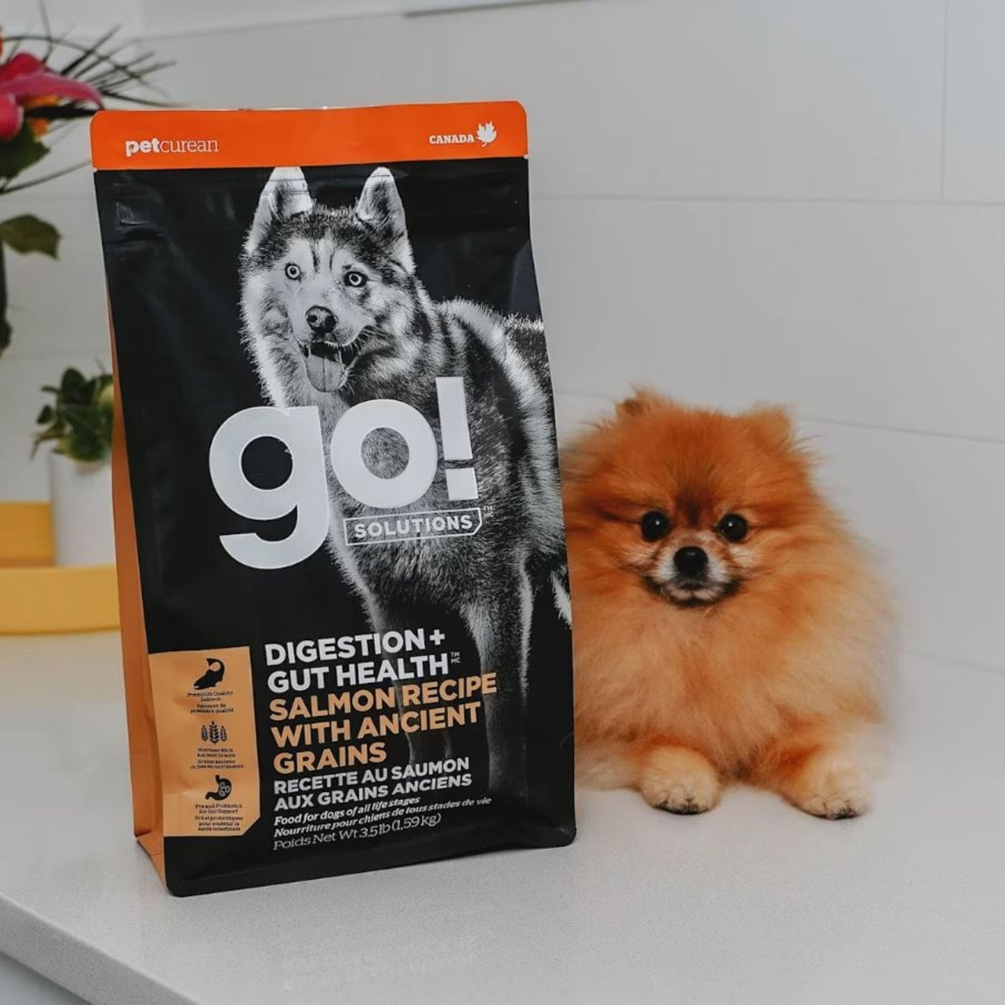 Go! Dog Digestion & Gut Health Salmon Ancient Grain Dog Food