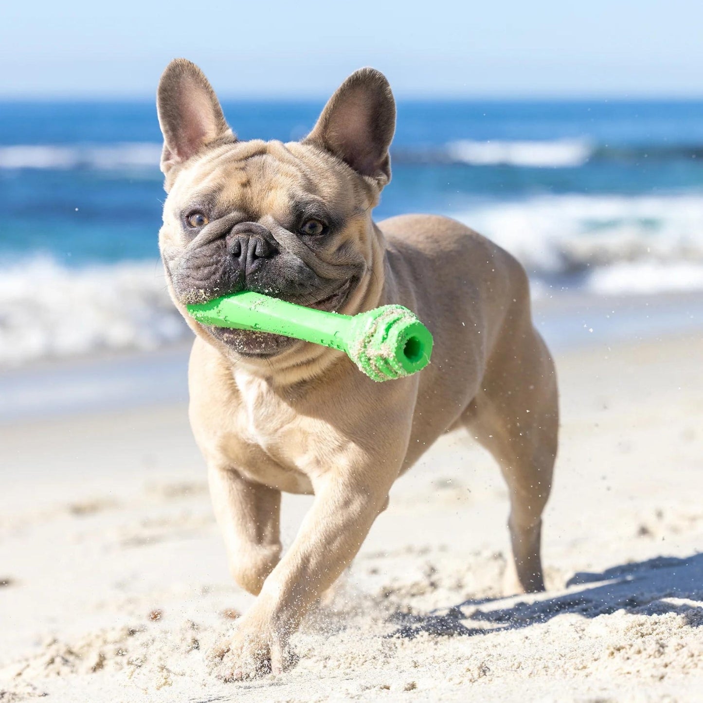 Project Hive Fetch Stick Scented Medium Dog Toy with Natural Aromas for Active Play