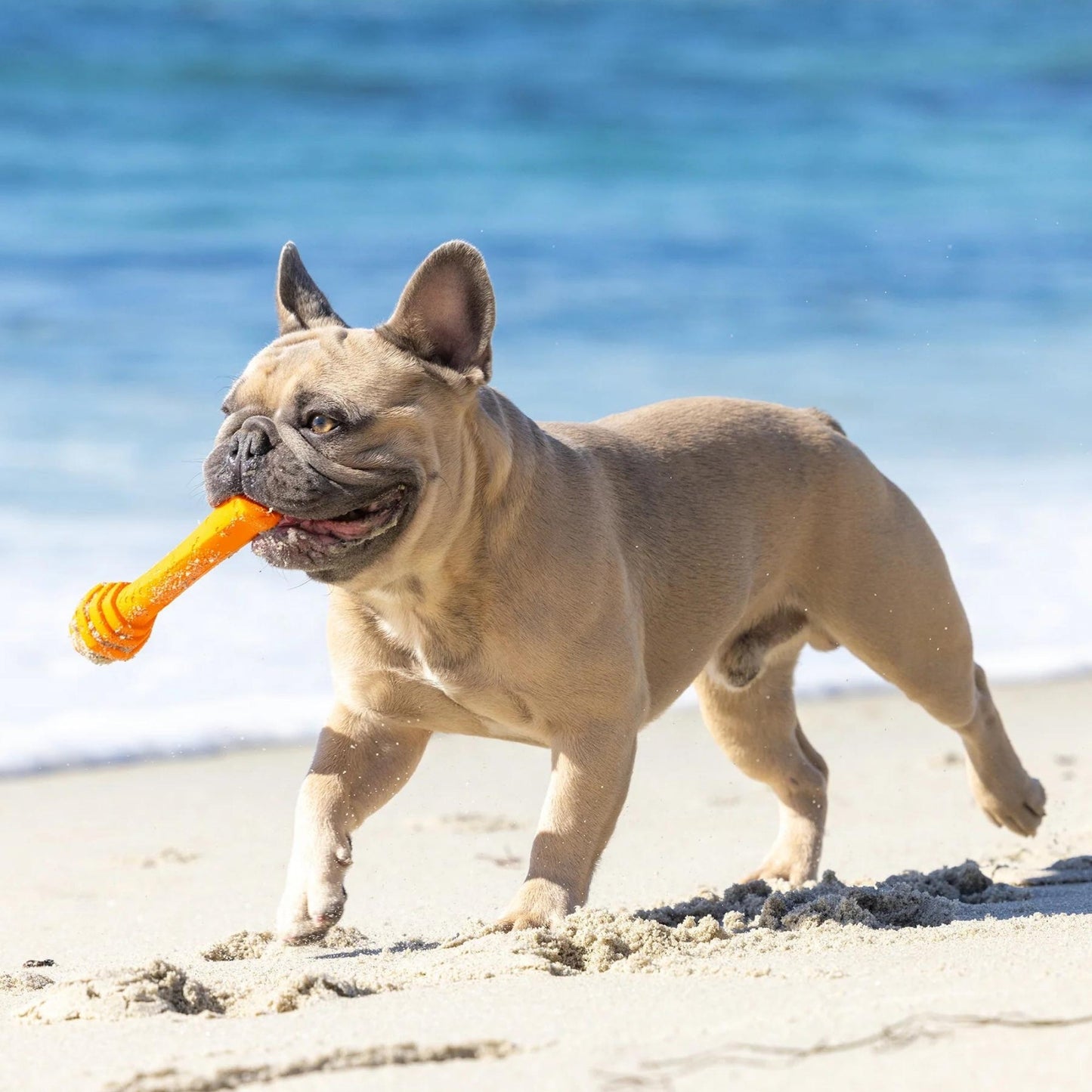 Project Hive Fetch Stick Scented Medium Dog Toy with Natural Aromas for Active Play