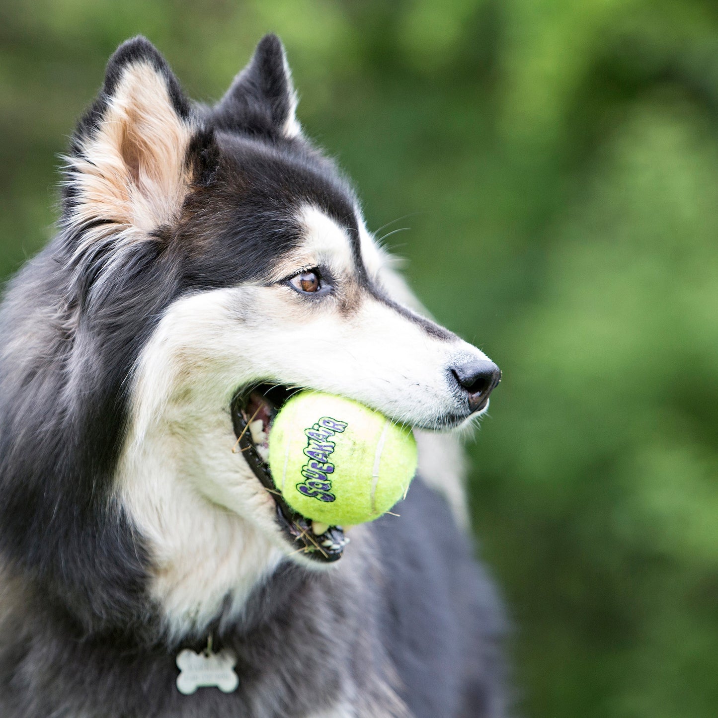 KONG Air Dog Squeaker Tennis Ball Dog Toy 1ea/Pack, Durable Fetch and Chew Toy