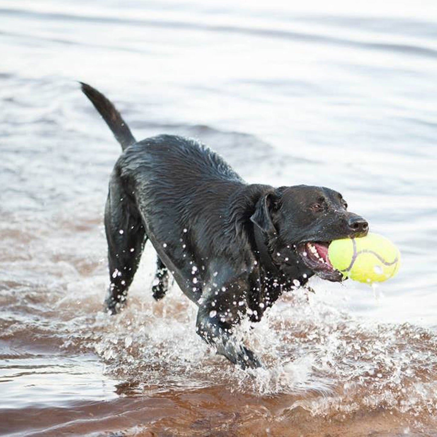 KONG Air Dog Squeaker Football Dog Toy Durable Interactive Chew Toy for Dogs