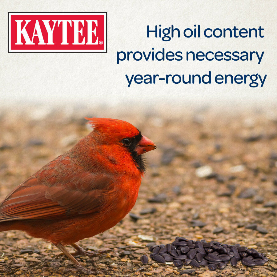 Kaytee Black Oil Sunflower Food