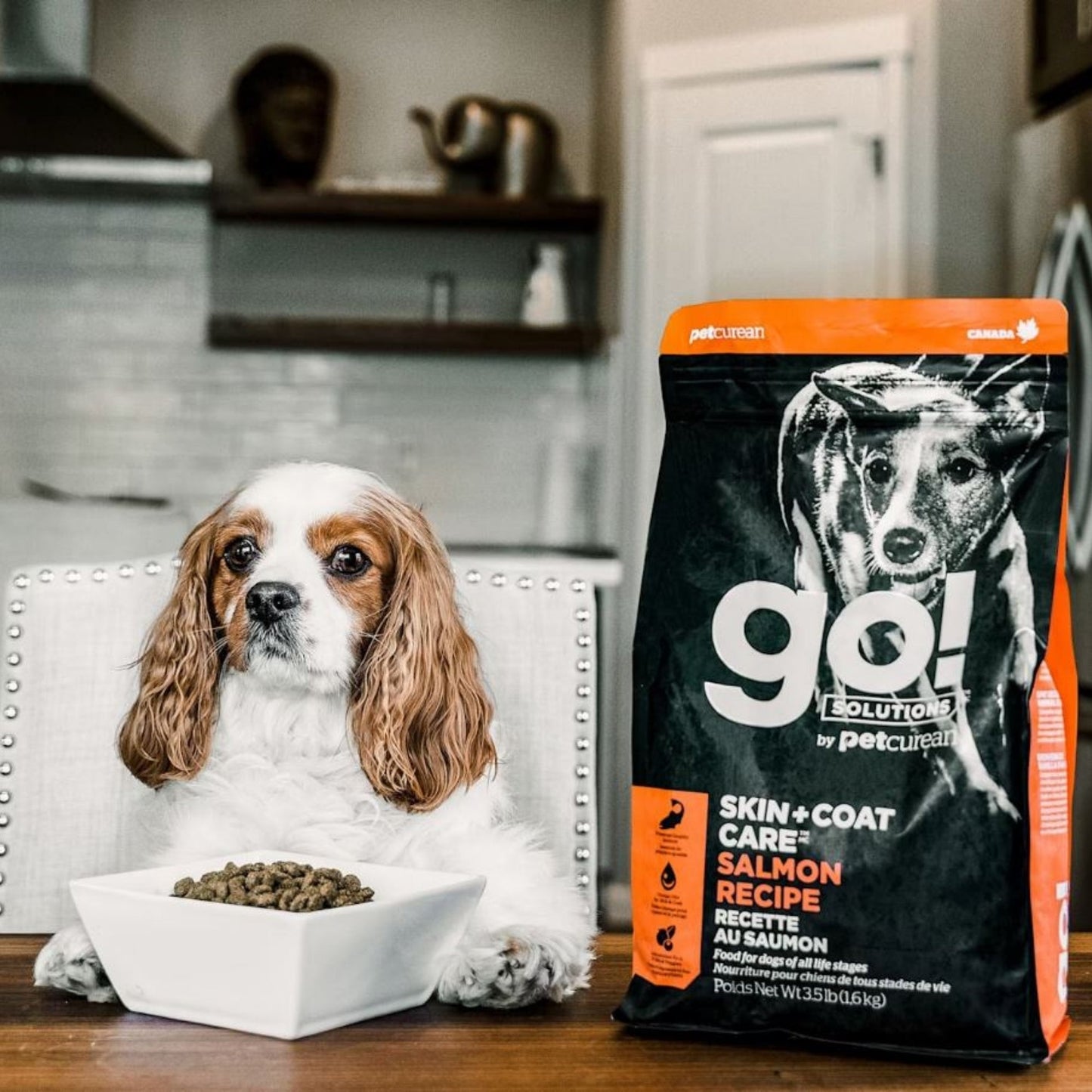 Go! Dog Skin & Coat Care Salmon With Grain Premium Dog Food for Healthy Coat and Skin