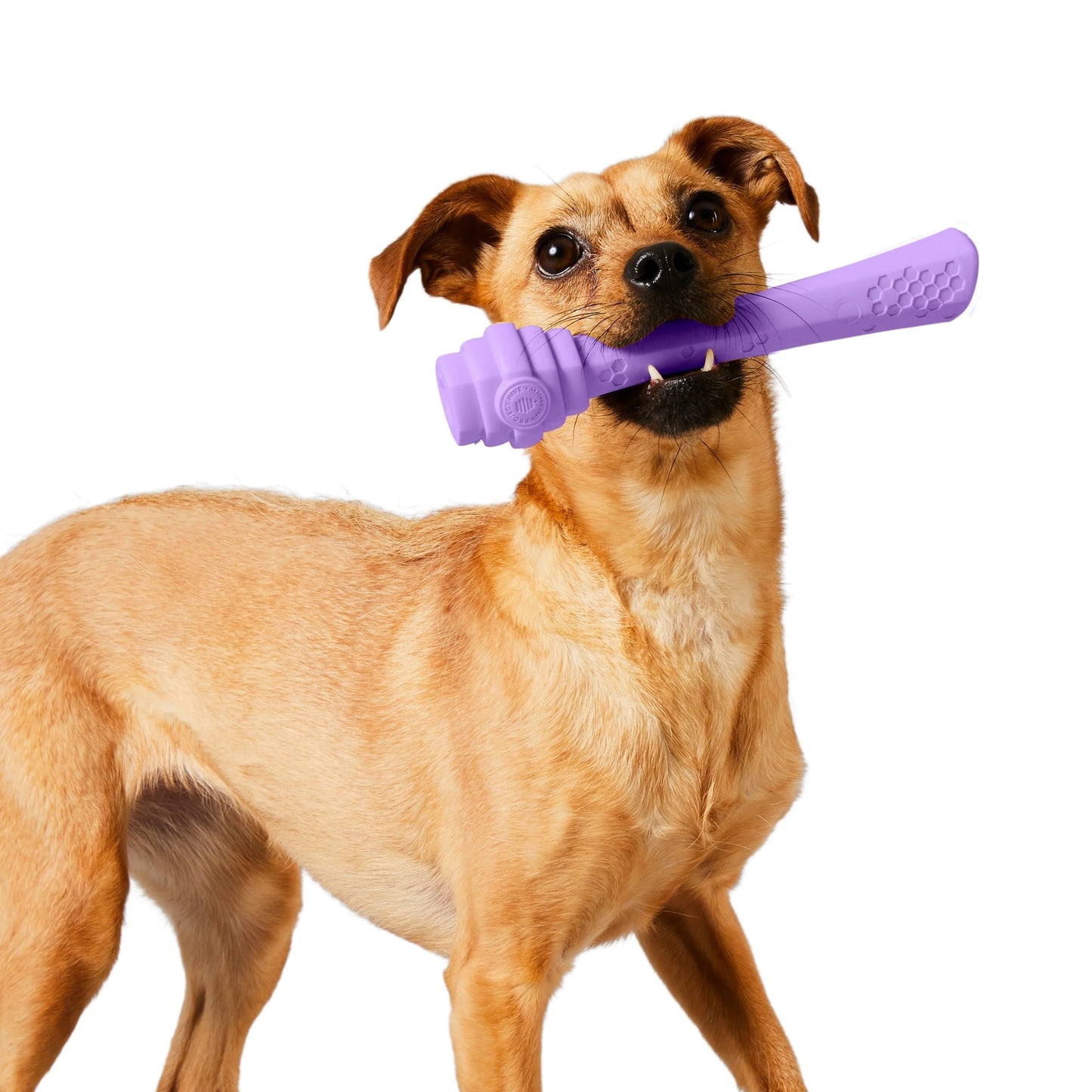 Project Hive Fetch Stick Scented Medium Dog Toy with Natural Aromas for Active Play