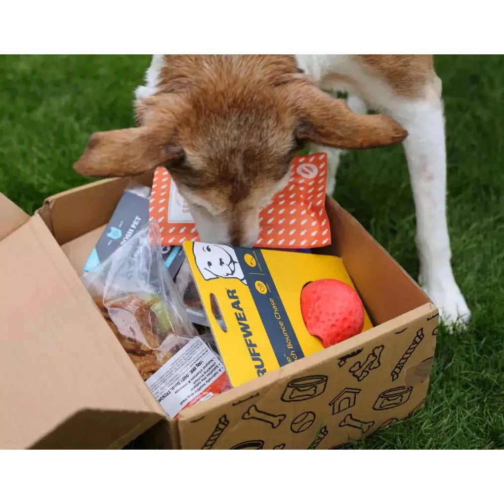 Dog Bundle December (Bonus Holiday Toy)
